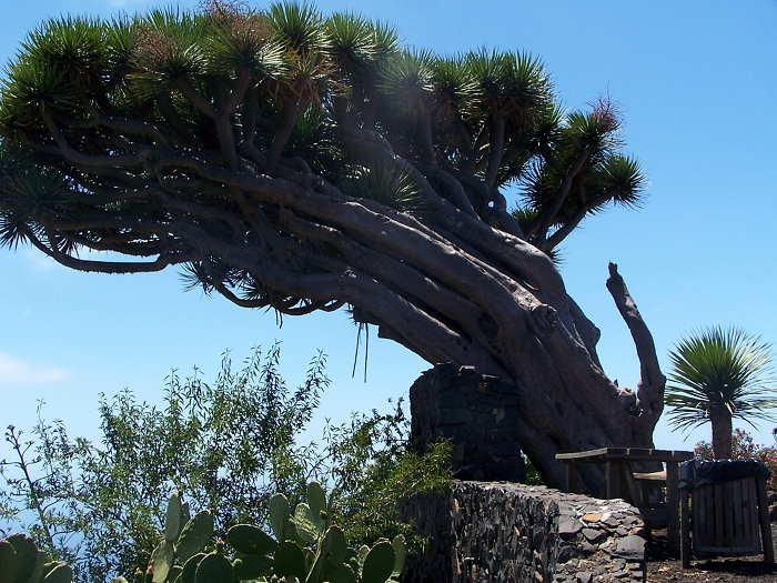 La Palma